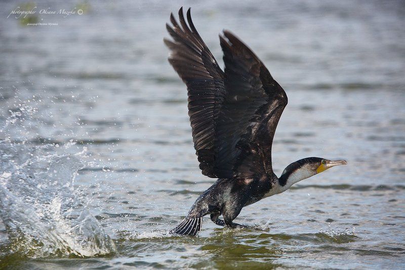 КЕНИЯ . М (Средний размер)photo preview