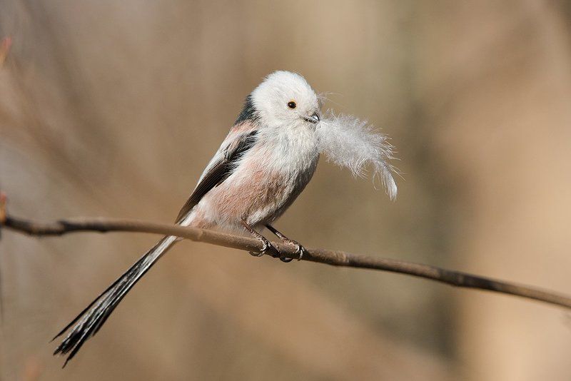Ополовник фото превью