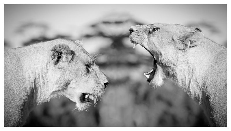 про женскую дружбу...photo preview