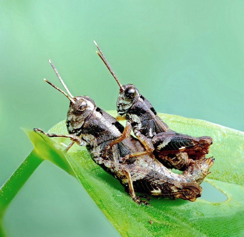 Closeup, Lao, Laos, Лаос, Макро ***photo preview