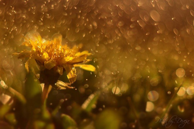 Taraxacum officinalephoto preview