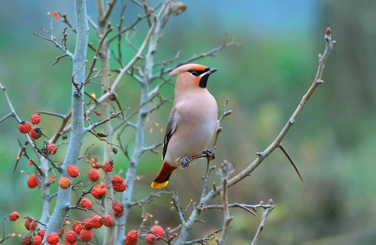 , Алексей Горохов