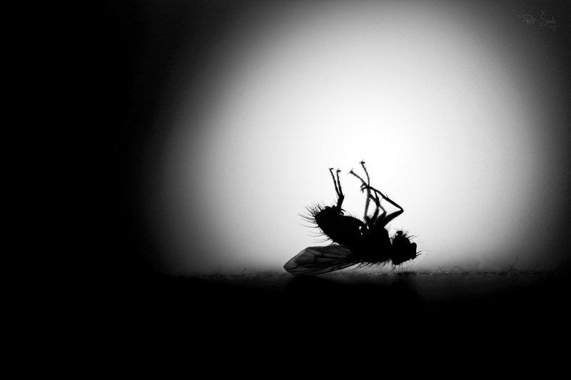 R.I.P. фото превью