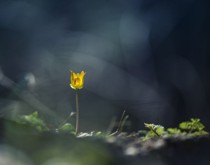 Весна, Контражур, Цветы Весна в контражуреphoto preview