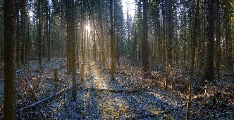 Иней, Лес, Осень, Первый снег, Свет, Сибирь, Томск, Томская область, Утро Утро в еловом лесу или снова в поисках мишек.photo preview
