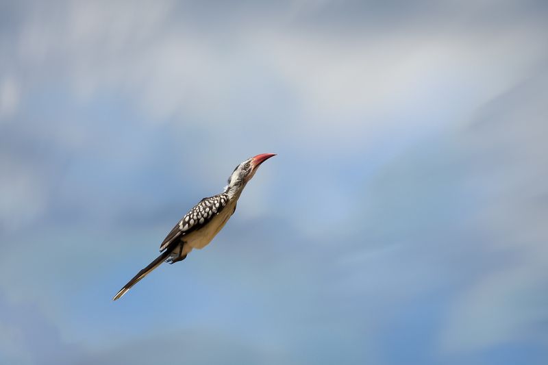 per aspera...photo preview