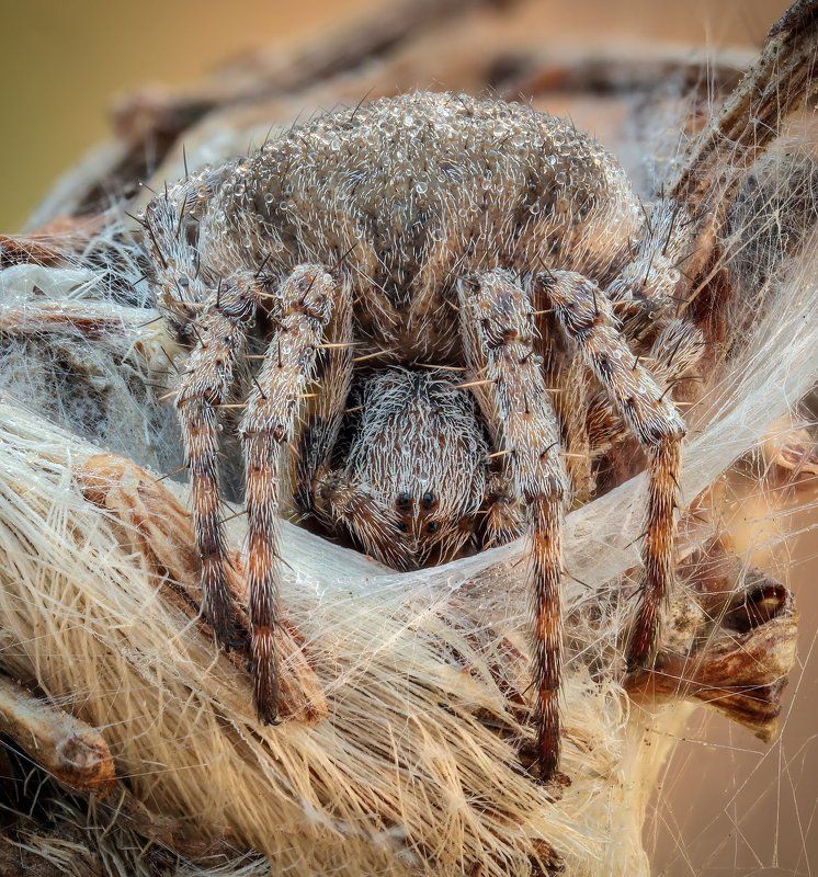 В гнездеphoto preview