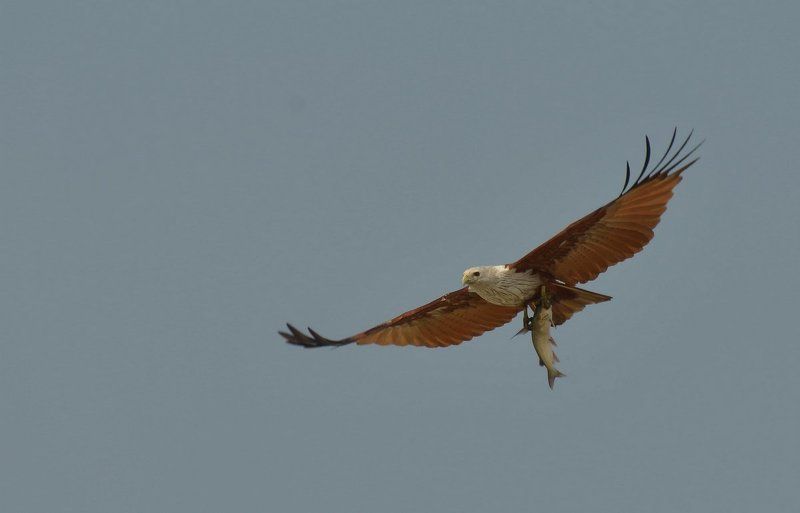 Браминский коршунphoto preview