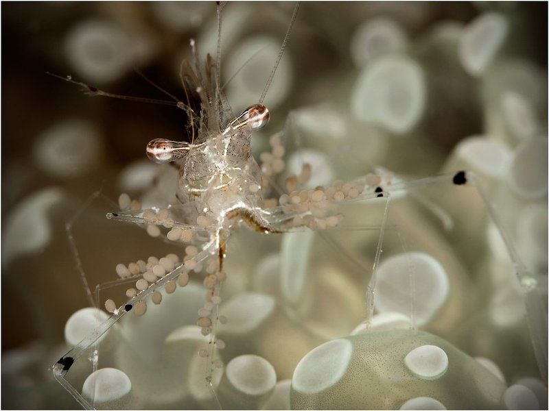 Теперь и вы знаете как они вынашивают свою икруphoto preview