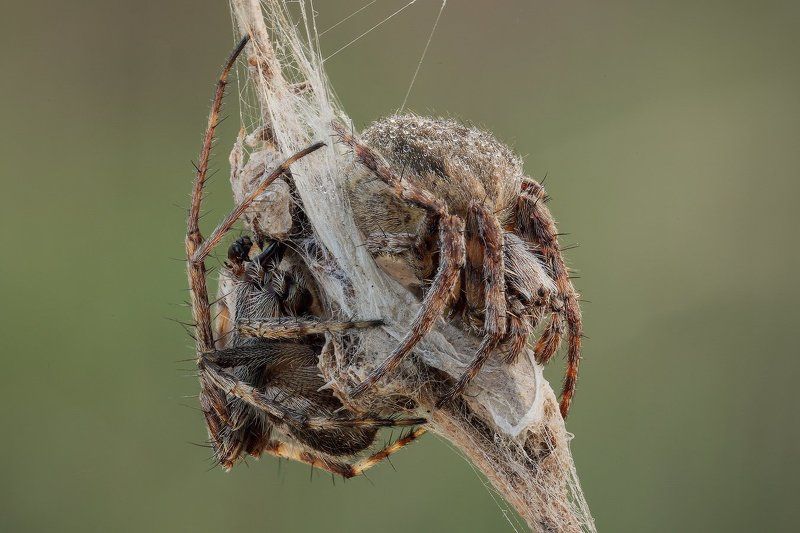 Парочкаphoto preview