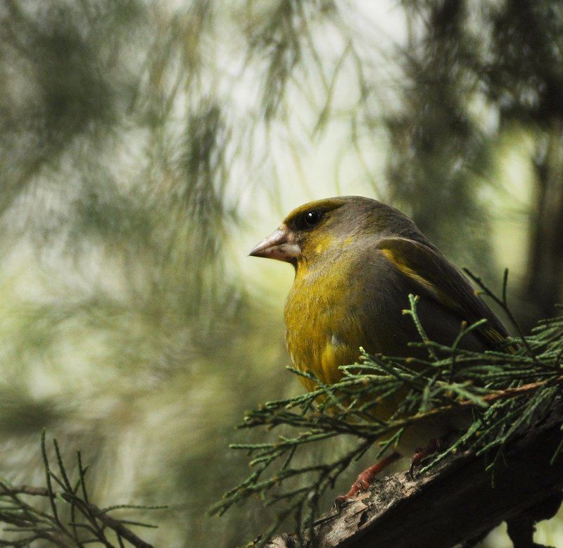 Зеленушка (Carduelis chloris). фото превью
