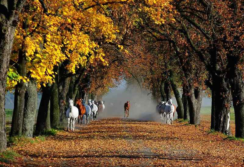 Oсеньphoto preview