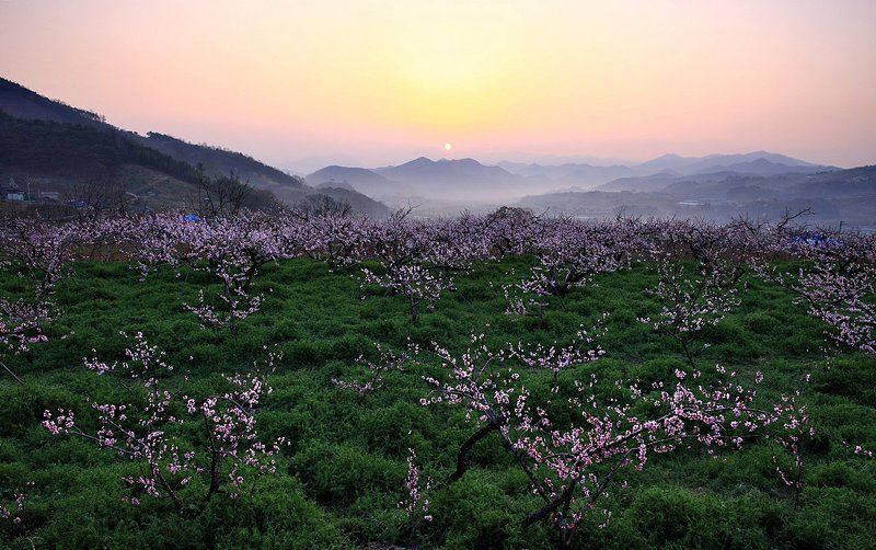 Peach Blossomphoto preview