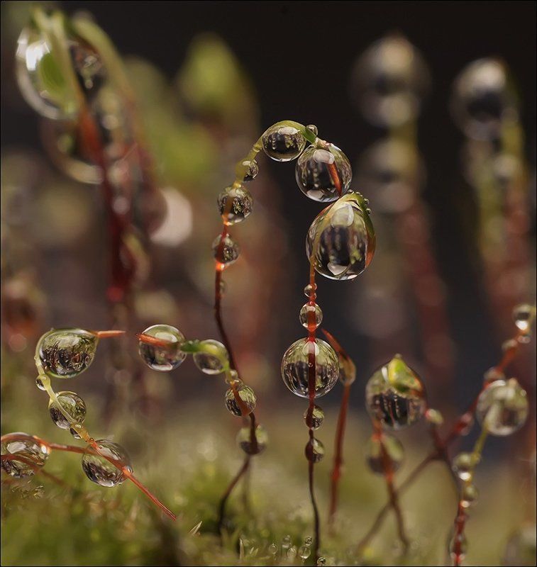 Весна, Капли, Мох Стальная неизбежность...photo preview