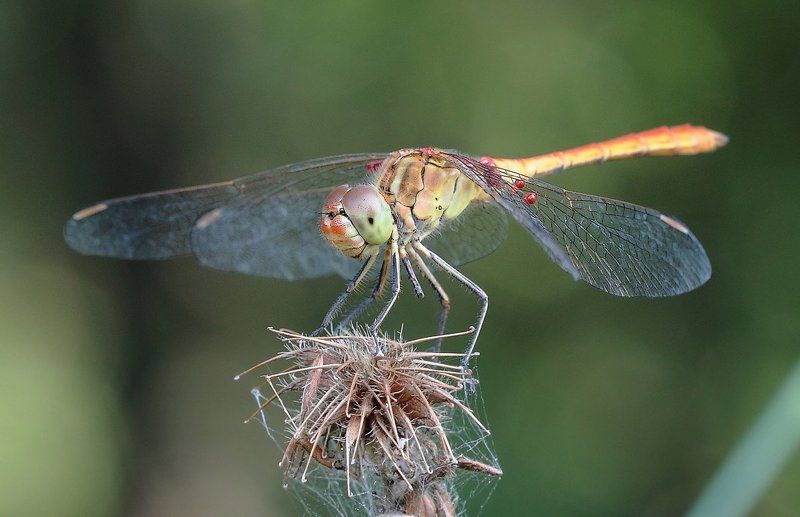 Ветеран ВВСphoto preview