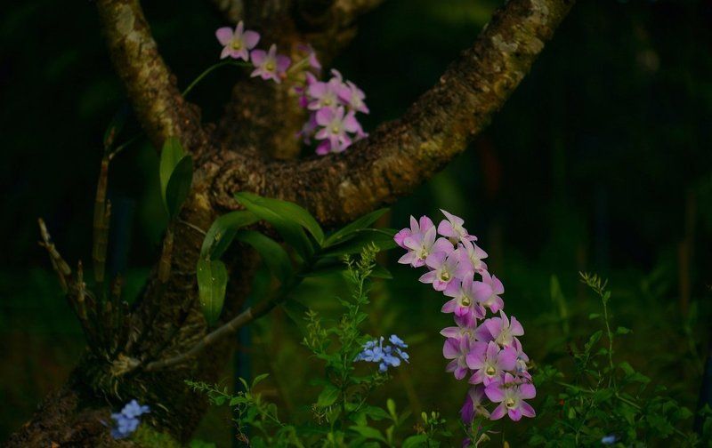 Орхидеяphoto preview