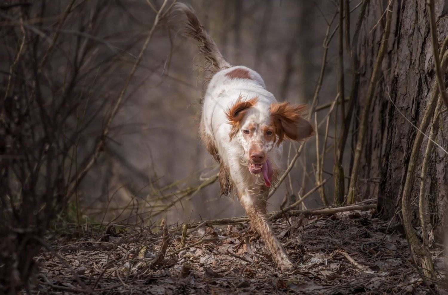 Английски сеттер, Охота с английским сеттером, Сеттер в движении, Собака в движении, Александр Чибиркин