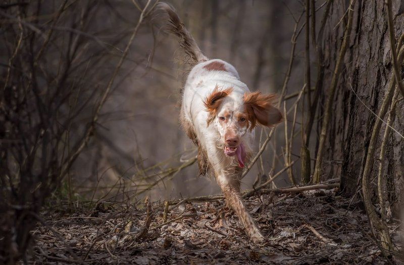 Английски сеттер, Охота с английским сеттером, Сеттер в движении, Собака в движении \\**\\photo preview