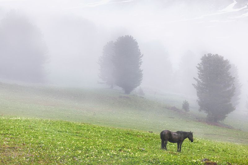 Fog in mountainsphoto preview