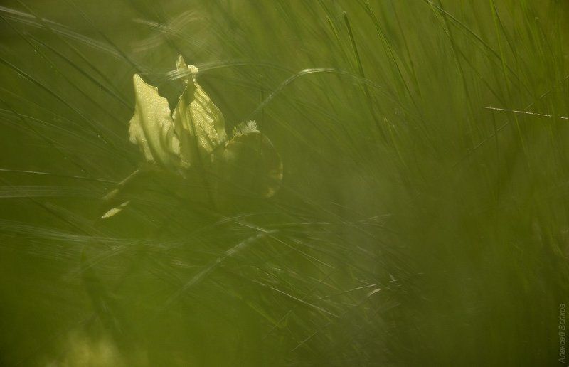 Зеленое маревоphoto preview