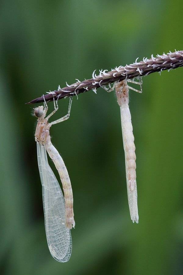 , Сергей Таланов