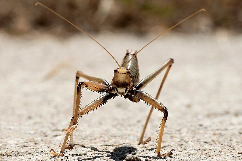 кузнечик (скакалец) ;)photo preview