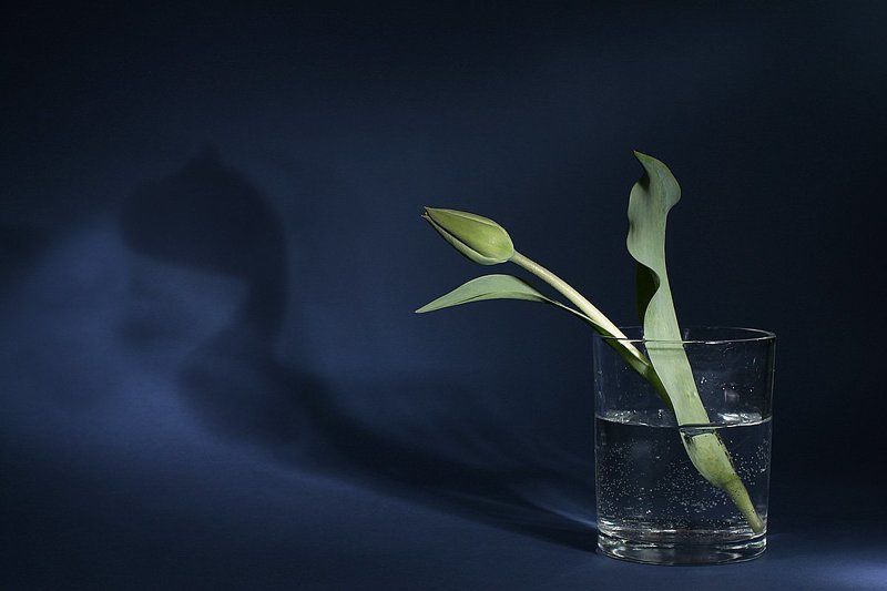 цветы, натюрморт Не так страшно, как кажетсяphoto preview