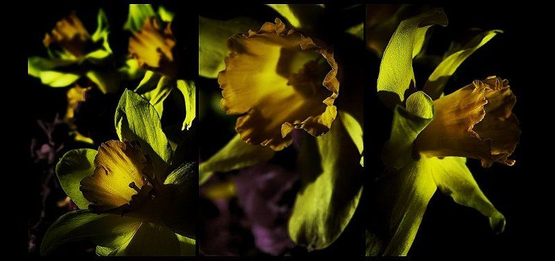 wake,nature,tryptych, Tryptphoto preview