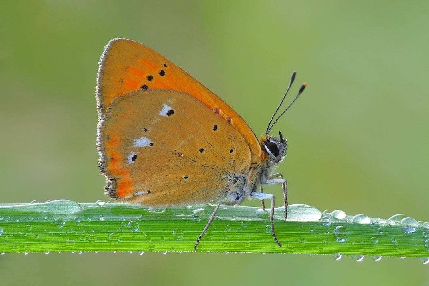 After the rain .... Автор: Zbyszek Walkiewicz , Zbyszek Walkiewicz