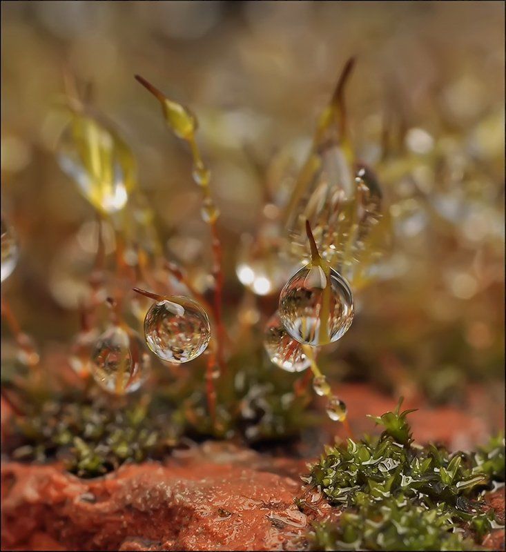 НеВажные гости...photo preview