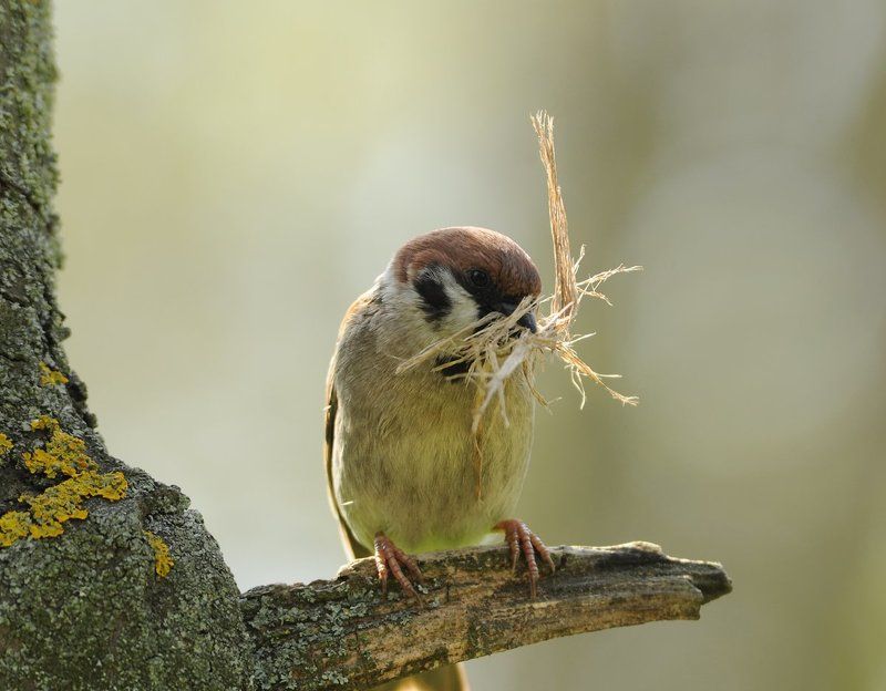 Весенняя стройка... фото превью