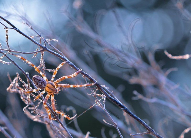 Кружевных узоров мастерphoto preview