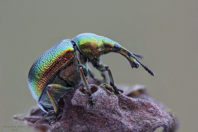 Byctiscus ...photo preview