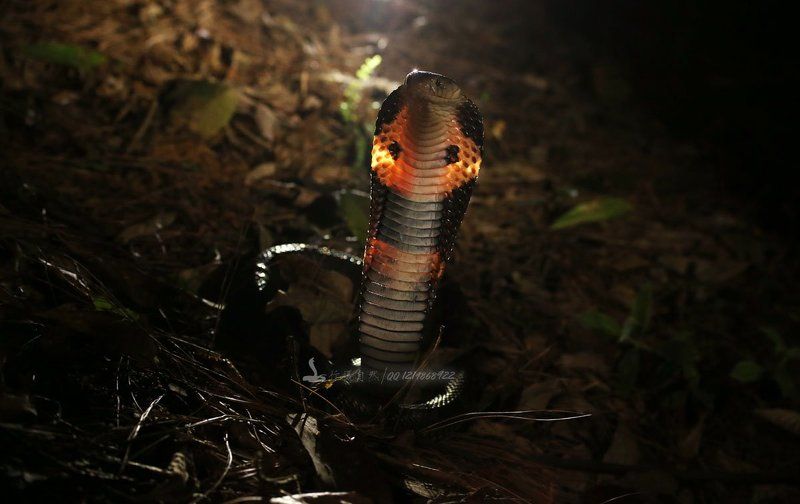 кобраphoto preview