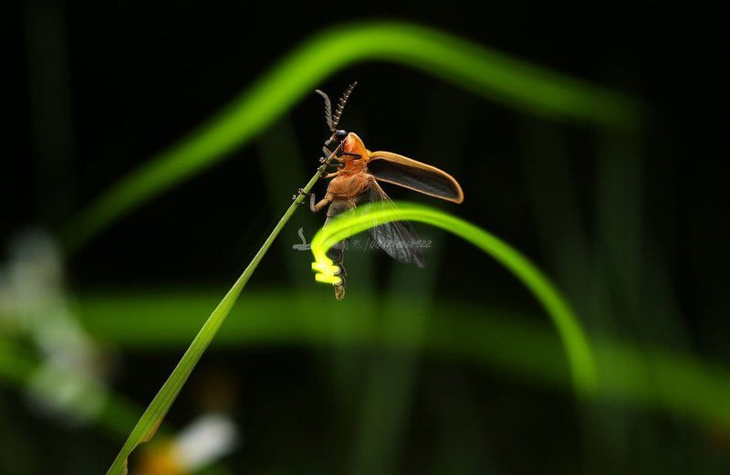 светлякphoto preview