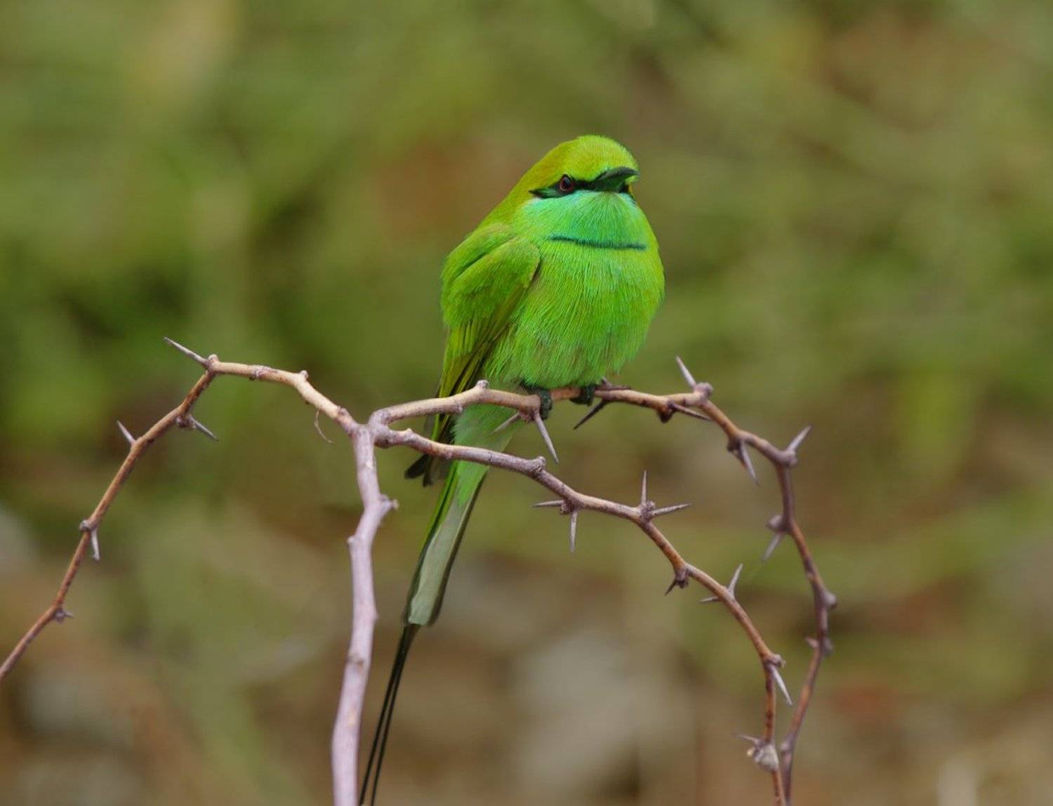 Очень серьёзный!. Автор: Сергей Волков Изумрудная щурка, Сергей Волков