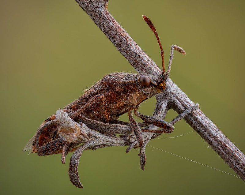 Клопикphoto preview