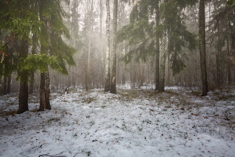 Зимний лес.. фото превью