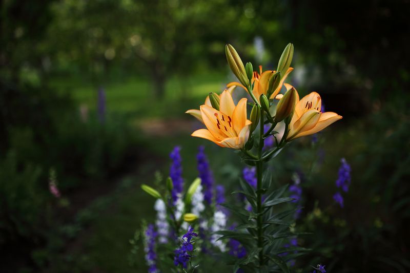 Летний вечер на дачеphoto preview