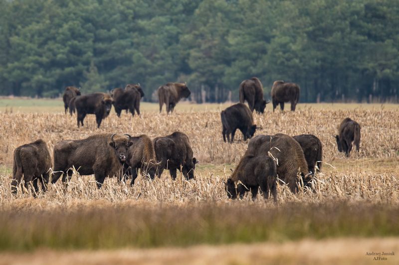 Królowie prerii podlaskich ... :)photo preview