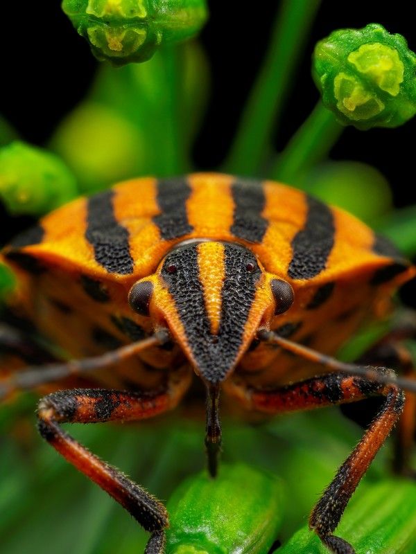 Клоп Клопphoto preview