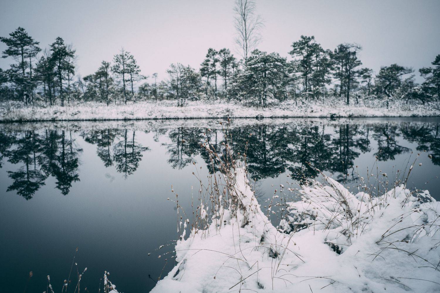 Cold winter landscape frozen snow swamp Kemeri. Автор: Raimond Klavins winter, sky, outdoor, new, frost, cover, environment, natural, snowy, beautiful, frozen, ice, forest, season, snow, nature, , Raimond Klavins