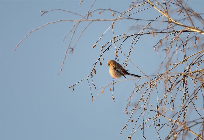 птица, урагус, самка, зима, урагус  (самка) фото превью