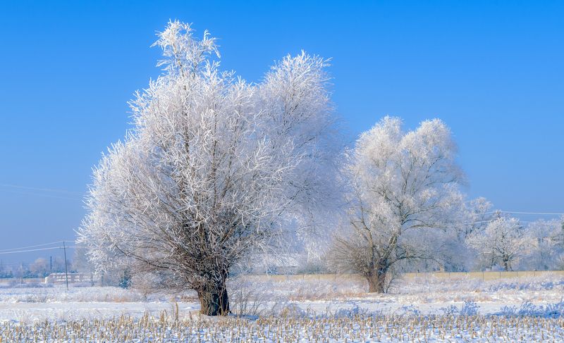 winter 2021, landscape, nature, -21 degrees, frost, sky, snow Winter magic (3)photo preview