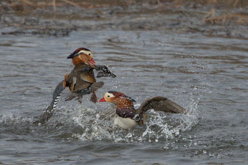 мандаринки, брачный бой, схватка за самку Брачная схваткаphoto preview