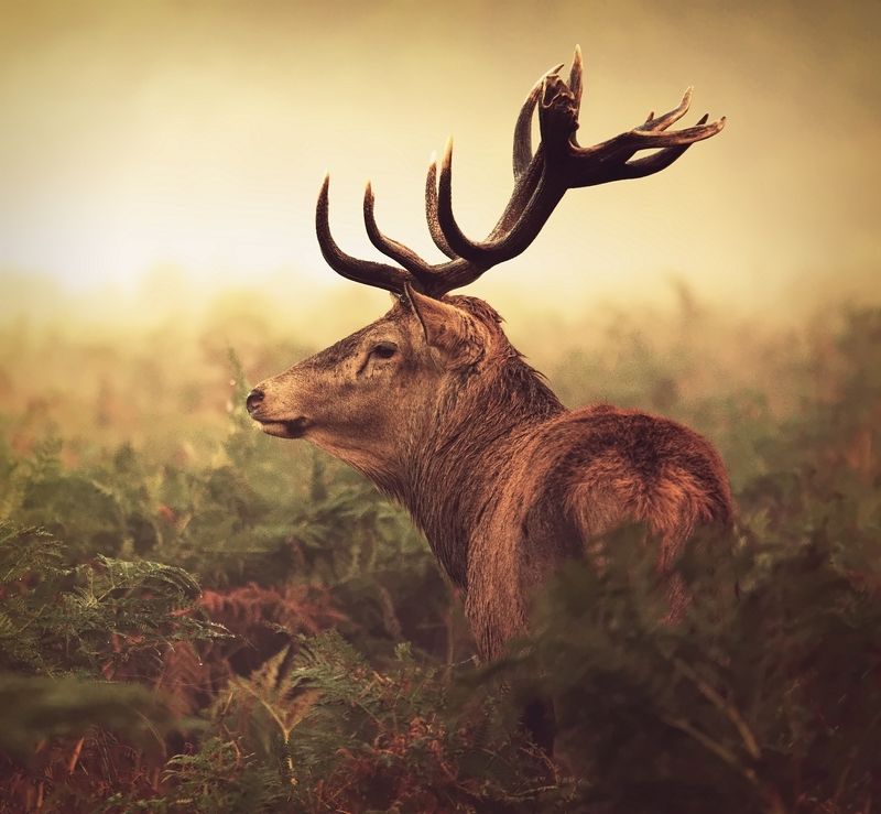 K I N Gphoto preview