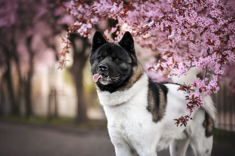 Собакиphoto preview