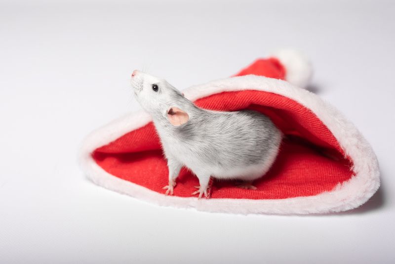 крыса, крыса дамбо, животные, грызуны С Новым годом!photo preview