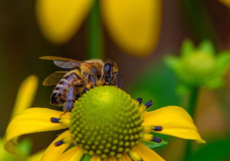 Bee after the rain on the flowerphoto preview