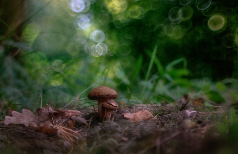 свинушки, грибы Два поросёнкаphoto preview